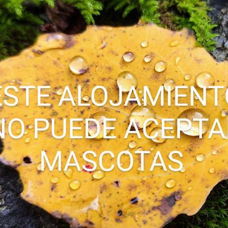 Pleta Del Mon Atico Leilighet Benasque Eksteriør bilde